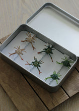 Load image into Gallery viewer, Alphlexo Crab Kit