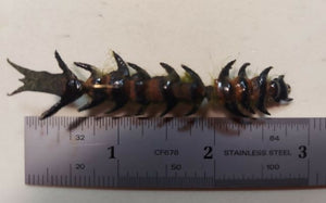 CT Articulated Hellgrammite