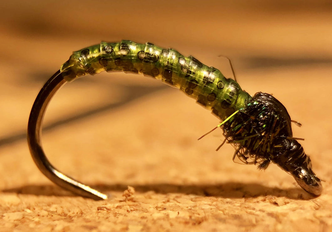 Caddis larva