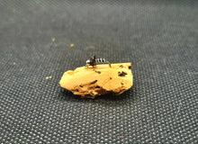 Load image into Gallery viewer, Zebra Midge