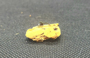 Zebra Midge