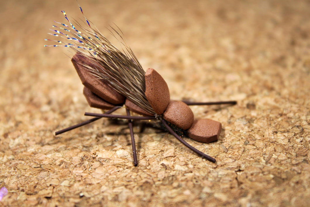 Amy’s Ant