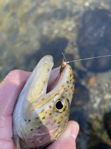 Nelson’s BWO