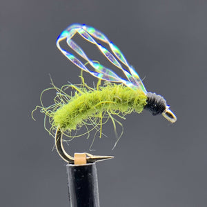 In-Between Pupa